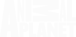 Animal Planet